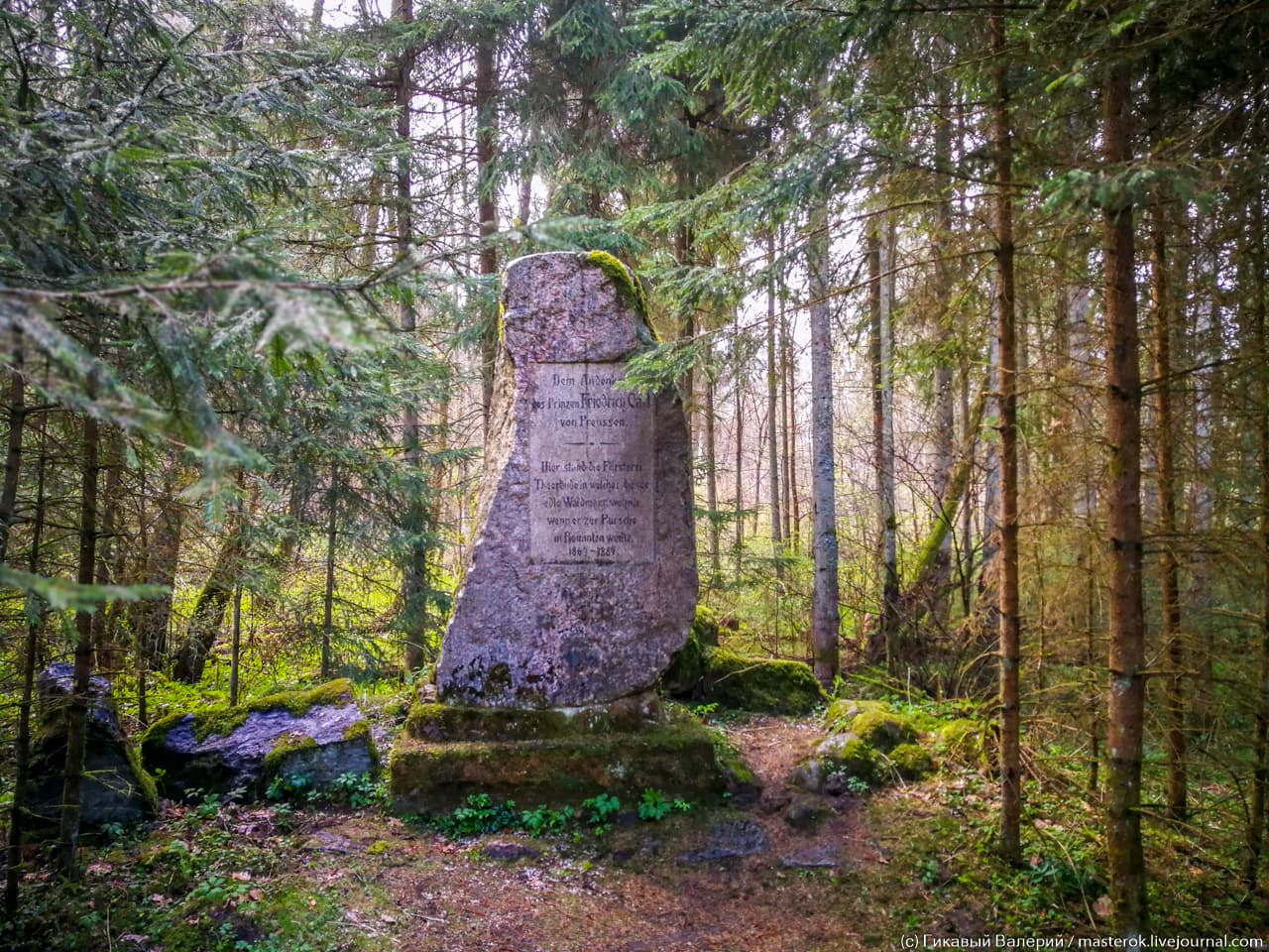 Красный лес (Роминтенская пуща)