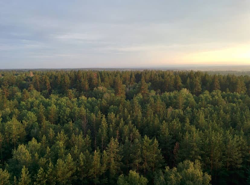Национальный парк «Бузулукский бор»